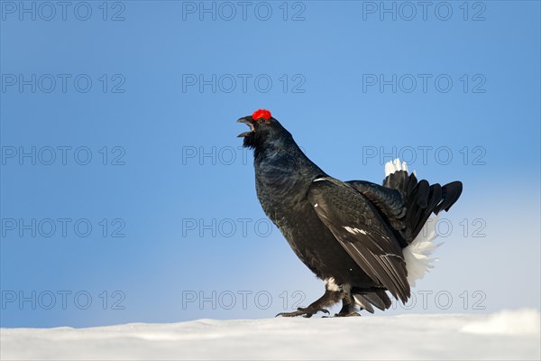 Black Grouse (Lyrurus tetrix) in snow