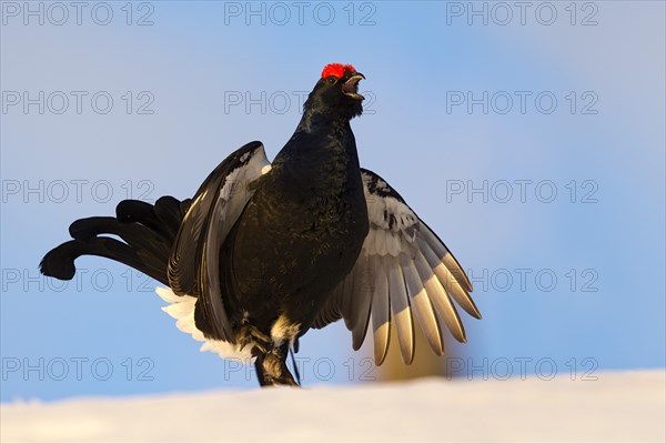 Black Grouse (Lyrurus tetrix) in snow