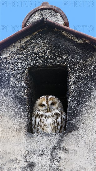 Tawny owl (Strix aluco)