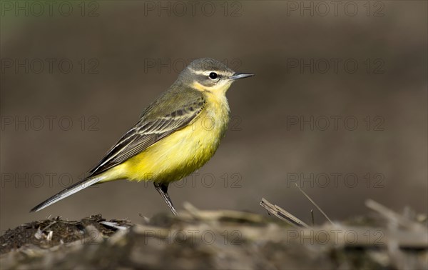 Western yellow wagtail (Motacilla flava flava)