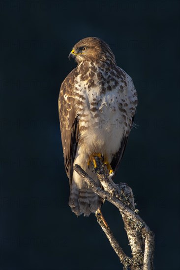 Steppe buzzard (Buteo buteo)