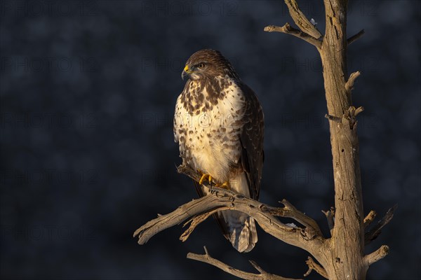 Steppe buzzard (Buteo buteo)