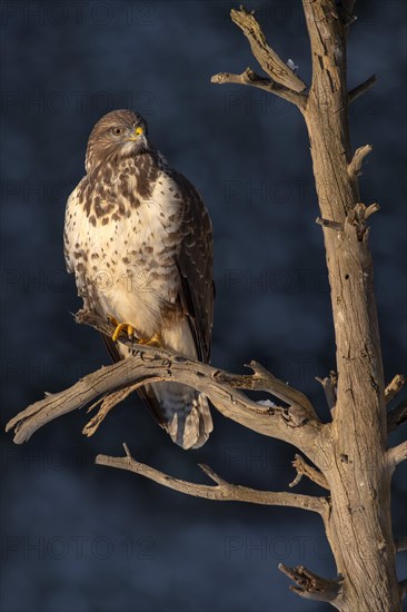 Steppe buzzard (Buteo buteo)