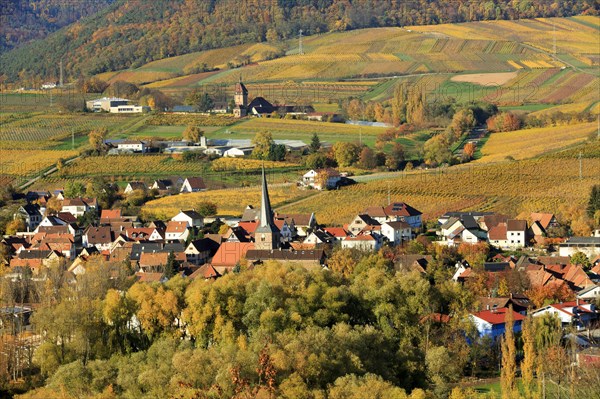 Vineyards in autumn