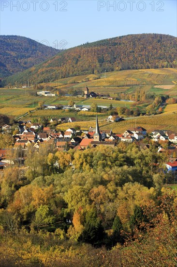 Vineyards in autumn