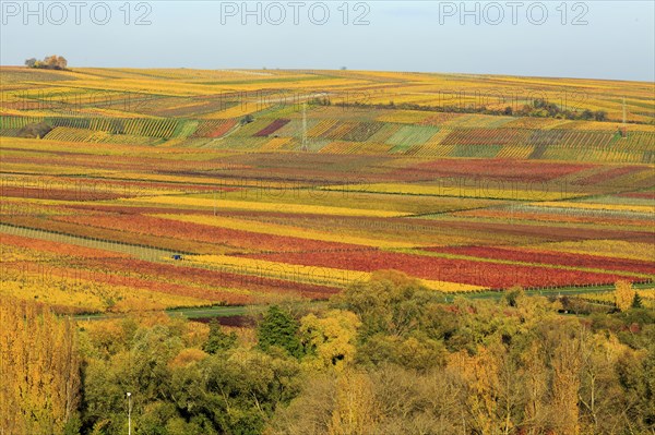 Vineyards in autumn