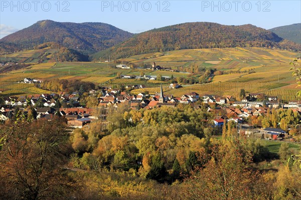 Vineyards in autumn