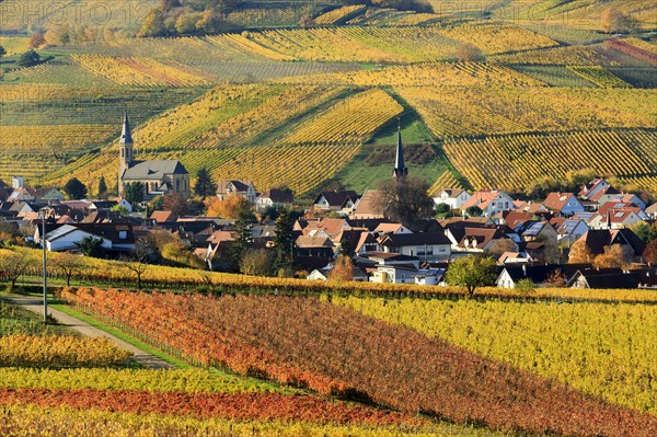 Vineyards in autumn