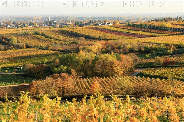 Vineyards in autumn