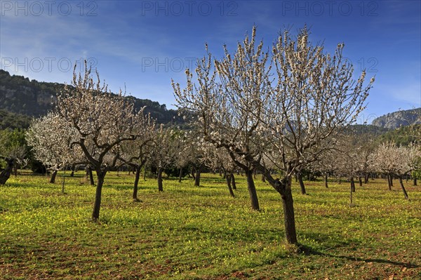 Blossoming almond trees on a plantation in Alaro