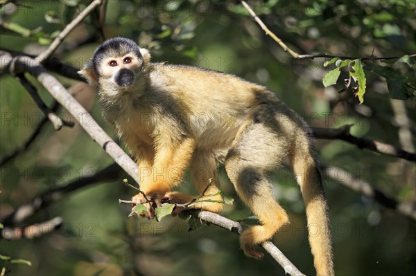 Squirrel monkeys (Saimiri sciureus) in the tree