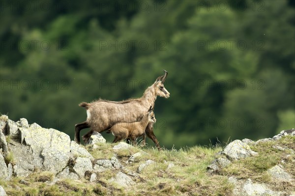 Alpine chamois (Rupicapra rupicapra)