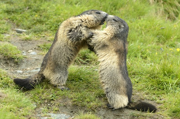 Alpine marmots (Marmota marmota) fighting