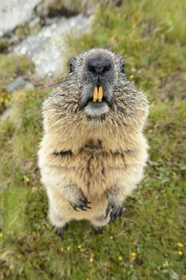 Marmot (Marmota Marmoto)