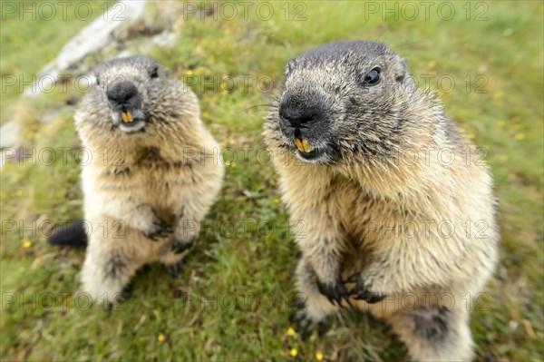 Marmot (Marmota Marmoto)