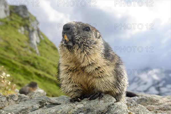 Marmot (Marmota Marmoto)