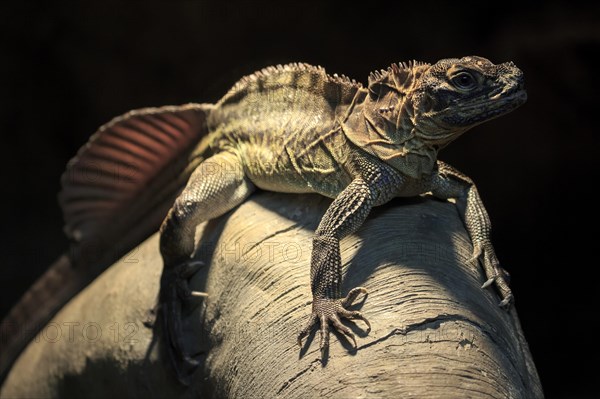 Philippine sailfin lizard (Hydrosaurus pustulatus)