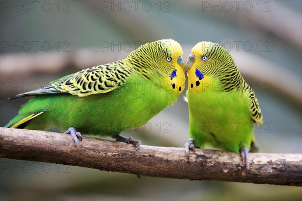 Budgerigars (Melopsittacus undulatus) billing