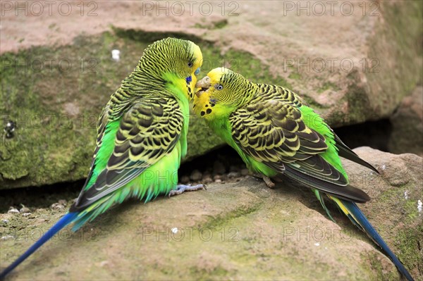 Budgerigars (Melopsittacus undulatus) billing