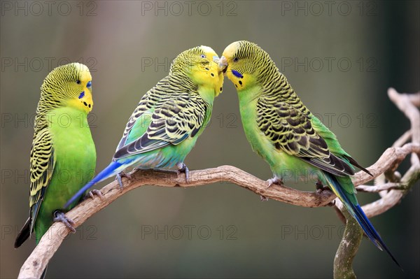 Budgerigars (Melopsittacus undulatus) billing