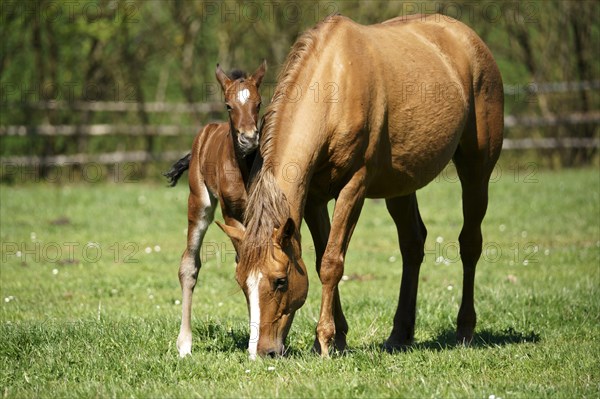 Domestic horses