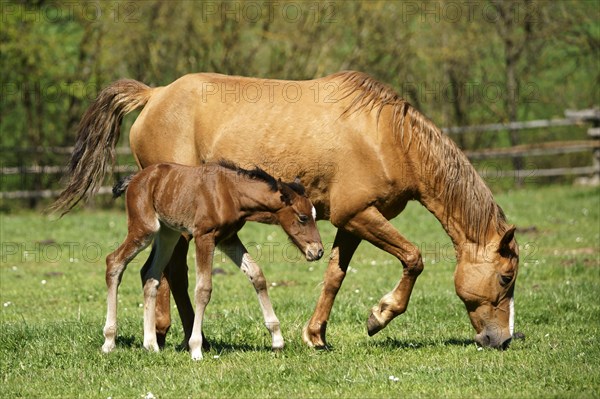 Domestic horses