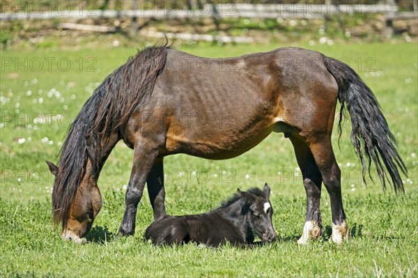 Domestic horses