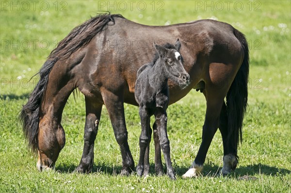 Domestic horses