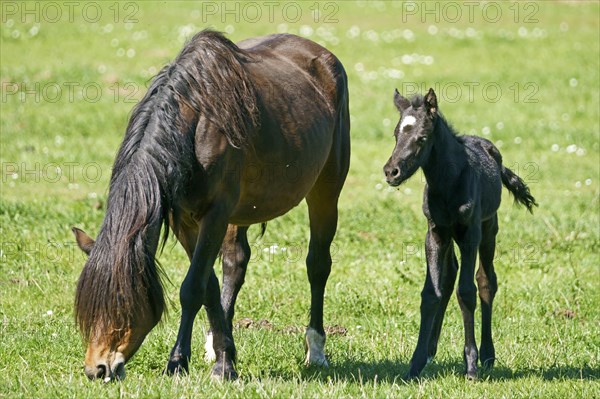 Domestic horses