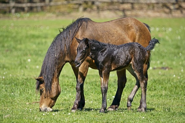 Domestic horses