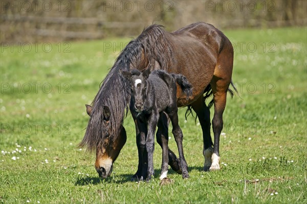 Domestic horses