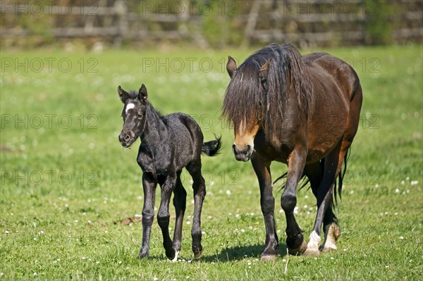 Domestic horse