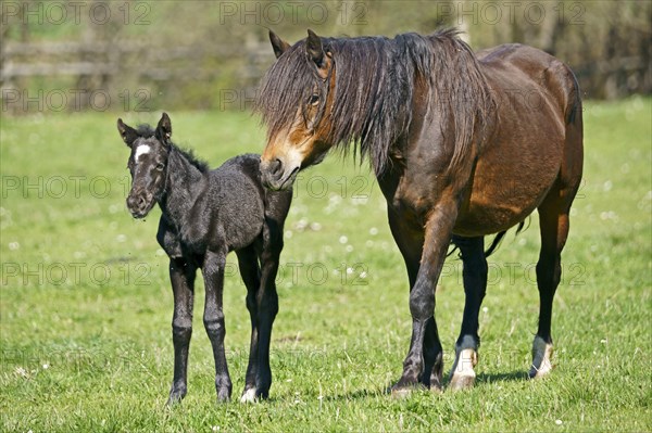 Domestic horses