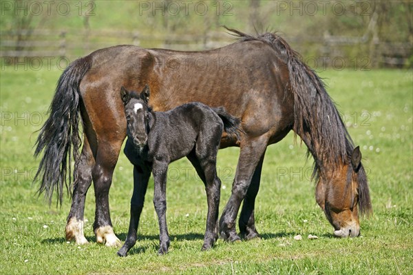 Domestic horses