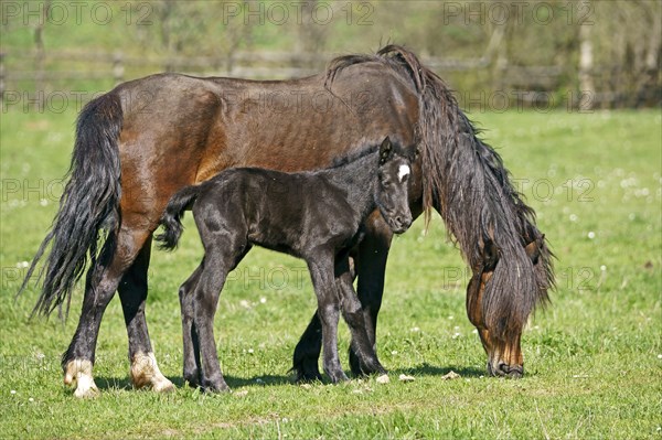 Domestic horses