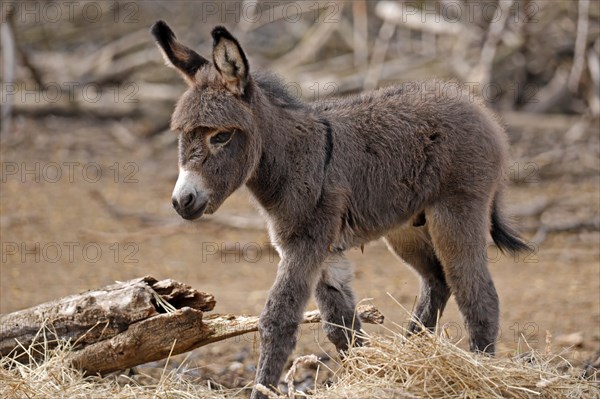 Donkey (Equus asinus asinus)