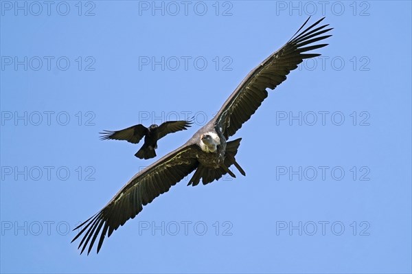 Griffon vulture (Gyps fulvus) is attacked in flight by Carrion crow (Corvus corone corone)