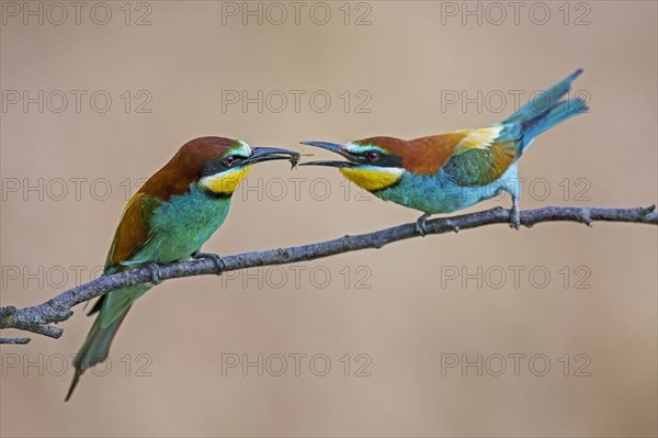 Two bee-eaters (Merops apiaster)