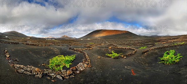 Vineyards with vines in semicircular walls in the lava fields of La Geria