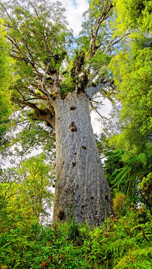 Subtropical rainforest