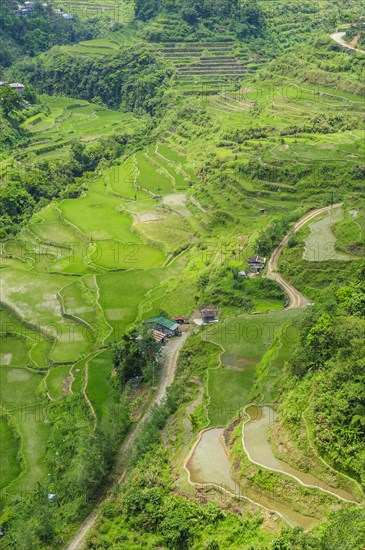 Hapao rice terraces