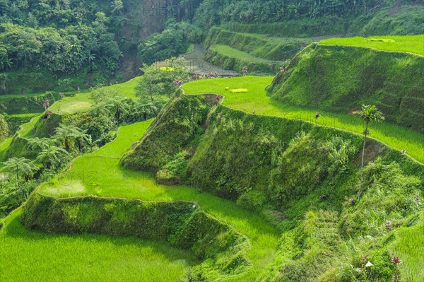 Hapao rice terraces