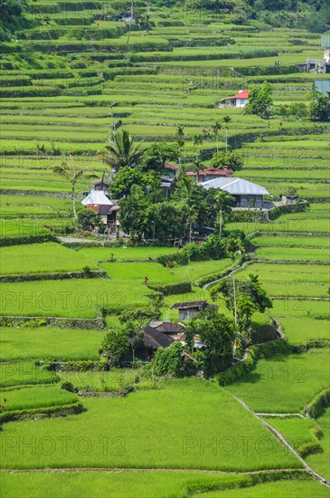 Hapao rice terraces