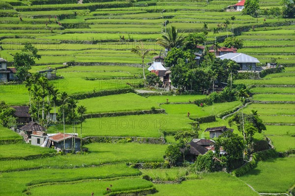 Hapao rice terraces