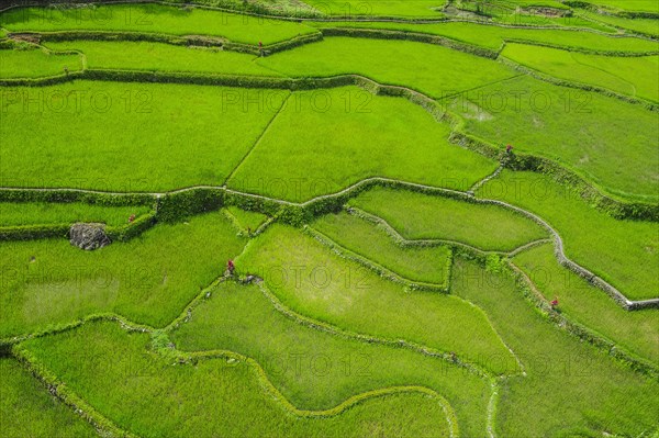 Hapao rice terraces