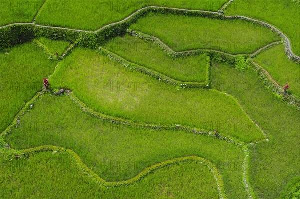 Hapao rice terraces