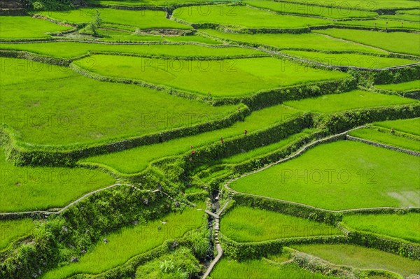 Hapao rice terraces