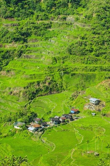 Hapao rice terraces