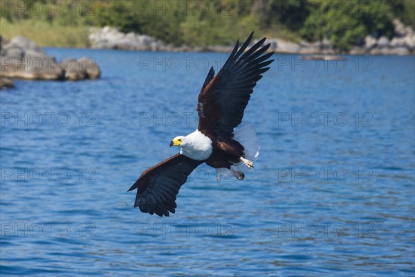 African fish eagle (Haliaeetus vocifer) hunting over water