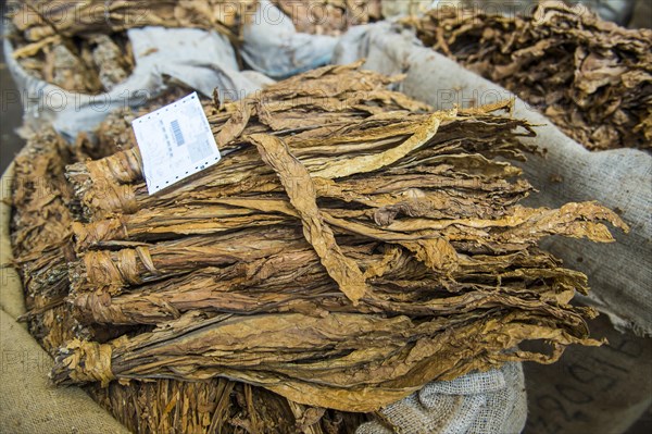Dried tobacco leaves at a Tobacco auction